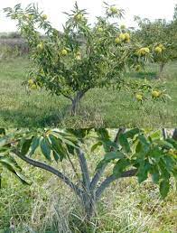 Check spelling or type a new query. Pruning Chestnuts