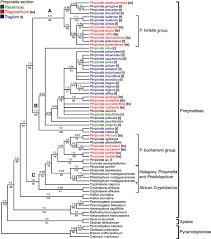 Image result for Deverra burchellii