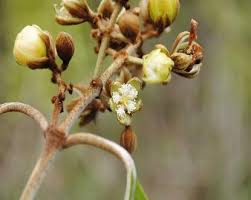 Image result for Vismia orientalis