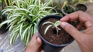 Browning leaf tips on spider plants is inevitable. Spider Plant Chlorophytum Comosum Propagation Method 1 By Gardengraduate Youtube