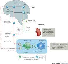 Targeting Neural Reflex Circuits In Immunity To Treat Kidney Disease Nature Reviews Nephrology
