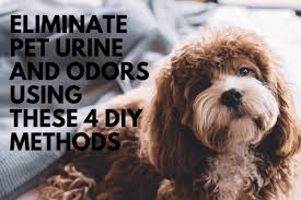 We did not find results for: 4 Diy Methods To Eliminate Pet Urine Odors Chem Dry Four Seasons