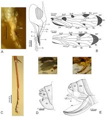 Scp 432 лабиринт в шкафчике. Burmopsylla Maculata Gen Et Sp Nov A Head Of Holotype Emtg Download Scientific Diagram