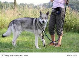 Top 10 interesting facts about the saarloos wolfdog, a devoted, lively and independent dog breed. Saarloos Wolfhund 2021 Hunderasse S Charakter Bilder