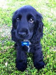 Black And Tan Cocker Spaniel For Sale Los Angeles They Call Her Blue Puppy Yelpet Puppies Cocker Spaniel Puppies Spaniel Puppies