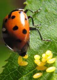 I took this with nikkor 35mm with. Ladybird Beetle Laying Eggs Eggs Hatching And Newly Hatched Larva Eating Aphid What S That Bug