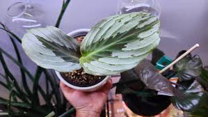 Image result for Kaempferia