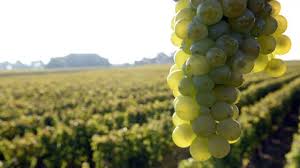 Changement Climatique Et Nouvelle Reglementation Pourraient Faire Renaitre Le Vin En Bretagne L Express Styles