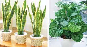 Una delle piante da interno più resistenti è la yucca. 12 Piante Che Sopravvivono Anche Nell Angolo Piu Buio Della Tua Casa Curioctopus It