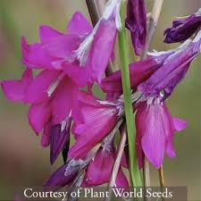 Image result for Dierama formosum