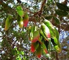 Image result for Schinopsis