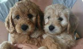 We take great pride in the quality of our goldendoodle puppies. Breeders Wisconsin