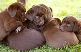 Our typical pet delivery service cost $200. Faq Shipping Dogs