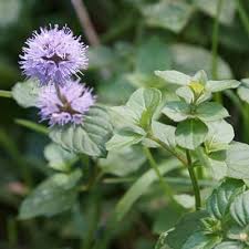 It is a great succulent for beginners, and does well indoors with bright light. Water Mint Plant Uses Care Seeds Guide Mentha Aquatica Pond Informer