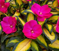 We did not find results for: Impatiens How To Grow And Care For Impatiens Flowers Garden Design