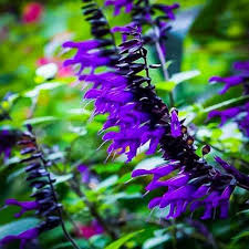 The sage family is a huge one, with species of salvia found throughout the northern hemisphere, as well as africa and south america. Salvia Amistad Pp23578 Salvia X Amistad Amistad Salvia Friendship Sage Plant Lust
