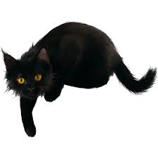 Yandeks Fotki Animals Png Halloween Backgrounds