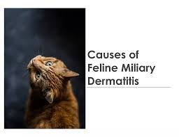 Image result for Feline Miliary Dermatitis