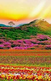 Pin By Confident Concepts On Flower Garden Beautiful Nature Pictures Beautiful Landscapes Nature Pictures