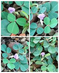 Image result for Grona triflora