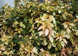 Image result for Acalypha nyasica