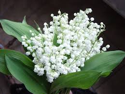 Livraison fleurs en france métropolitaine. Un Brin De Muguet Pour Vous Chez Laramicelle