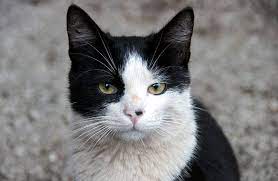 Our decision on the male cat name of choice is often influenced by personal do you like certain movie characters, actor or famous personalities. Black And White Cat Names 59 Awesome Names For Your Cat