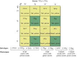This video tutorial helps explain the basics of punnett square. What Is A Punnett Square And Why Is It Useful In Genetics Punnett Squares And Mendelian Genetics Part 1 Youtube Punnett Squares Are Used To Figure Out The Possible Gene