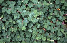 Image result for Rubus adolfi-friederici