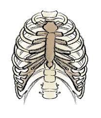 Head (caput costae) neck (collum costae) body, corpus costae; Rib Cage Fascinating Facts About Body Parts The Star