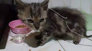 Salah satu jenis kucing yang sering sekali dipelihara adalah jenis kucing persia. 11 Cara Merawat Kucing Persia Umur 2 Bulan Dengan Benar