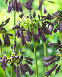 Image result for Agapanthus inapertus