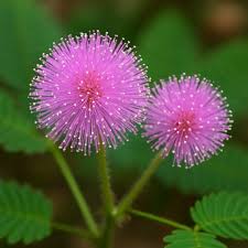 Mimosa Pudica: Como Cuidar da Planta Dormideira - Casa e Jardim