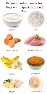 What To Feed Dog With Upset Stomach Vet S Essential Dietary Guideline