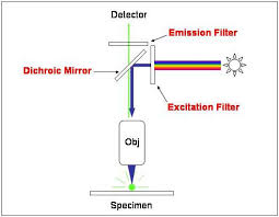 Fluorescent Microscopy