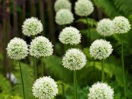 Allium Mont Blanc J M Van Berkel Finest Flowers And Bulbs Tall Plants White Flowers Onion Bulbs