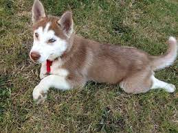 Cute Red Husky Puppies Zoe Fans Blog Red Husky Puppies Husky Puppy Red Husky