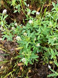 Image result for Trigonella anguina