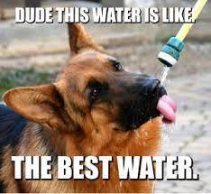 dude this water is like the best water best dog names funny dog memes big dog names