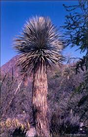 Image result for Acacia haematoxylon