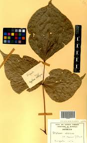 Image result for Agelaea pentagyna