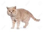 Katareece Cattery provides top quality British Shorthair ...