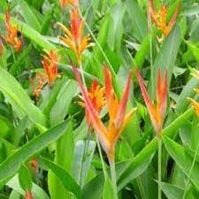 We did not find results for: Heliconia Psittacorum Andromeda False Bird Of Paradise Andromeda In Gardentags Plant Encyclopedia