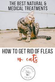 Get Rid Of Fleas On Cats And Dogs A Vet S Top Choices Natural Pet Care Cats Fleas