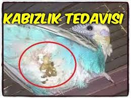 Muhabbet Kuslarinda Ishal Ve Kabizlik Tedavisi Youtube