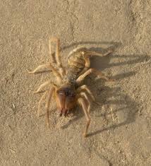 Camel spiders avoid any contact with humans that is why they live in the desert and they are nocturnal. Pin En Animals