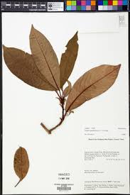 Image result for Embelia schimperi