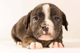Immediately find your black and brown puppy names. Black And White American Pit Bull Terrier Puppy Hd Wallpaper Wallpaper Flare
