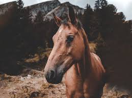 West nile virus (wnv) is an arbovirus and one of the flavivirus genus known to cause neuroinvasive disease, including flavivirus encephalitis. Https Xn Fr Hufe Und Pfoten M6b De Pferd West Nil Virus Erkrankung 522