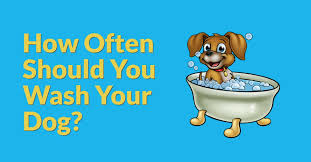 We did not find results for: How Often Should You Wash Your Dog Dog Endorsed
